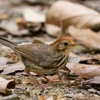 timálie pruhovaná - Pellorneum ruficeps