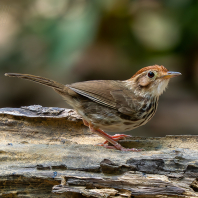 timálie pruhovaná - Pellorneum ruficeps