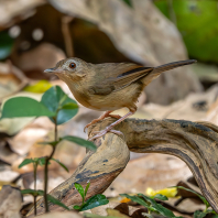timálie rezavoboká - Malacocincla abbotti