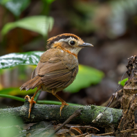 timálie rezavolímcová - Schoeniparus rufogularis