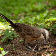 timáliovec šedotemenný - Pomatostomus temporalis