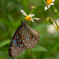 Tirumala septentrionis