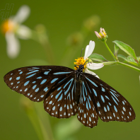 Tirumala septentrionis