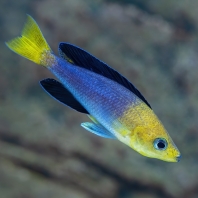 tlamovec žlutoocasý - Cyprichromis...