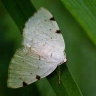 tmavoskvrnáč dvouskvrnný - Lomographa bimaculata