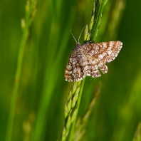 tmavoskvrnáč vřesový - Ematurga atomaria