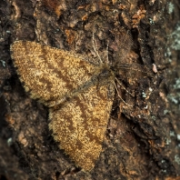 tmavoskvrnáč vřesový - Ematurga atomaria