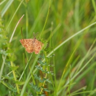 tmavoskvrnáč vřesový - Ematurga atomaria