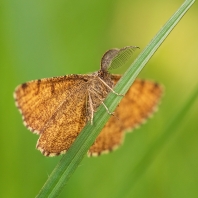 tmavoskvrnáč vřesový - Ematurga atomaria