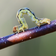 tmavoskvrnáč zhoubný - Erannis defoliaria