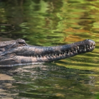 tomistoma úzkohlavá - Tomistoma schlegelii