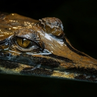 tomistoma úzkohlavá - Tomistoma schlegelii