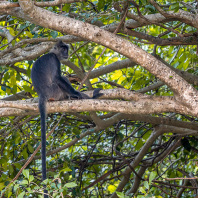 Trachypithecus germaini