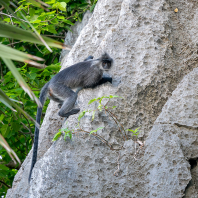 Trachypithecus germaini