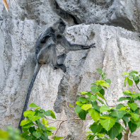 Trachypithecus germaini