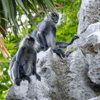 Trachypithecus germaini