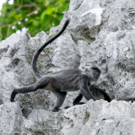 Trachypithecus germaini