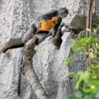 Trachypithecus germaini