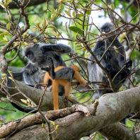 Trachypithecus germaini