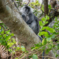 Trachypithecus germaini