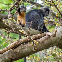 Trachypithecus germaini