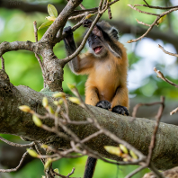 Trachypithecus germaini