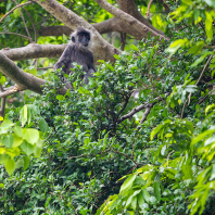 Trachypithecus germaini