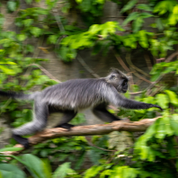 Trachypithecus germaini