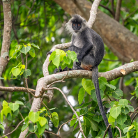 Trachypithecus germaini