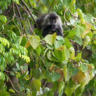 Trachypithecus germaini