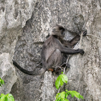Trachypithecus germaini