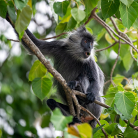 Trachypithecus germaini