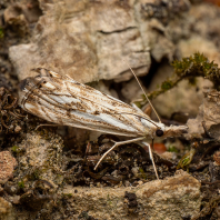 travařík károvaný - Catoptria falsella