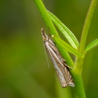 travařík obecný - Crambus lathoniellus