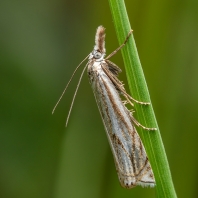 travařík obecný - Crambus lathoniellus