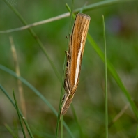 travařík travní - Agriphila tristella