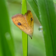 trávnička luční - Rivula sericealis 