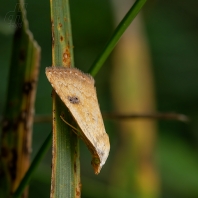 trávnička luční - Rivula sericealis
