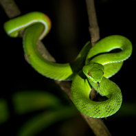 Trimeresurus rubeus