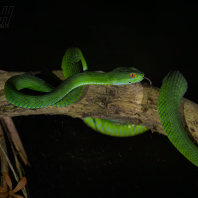 Trimeresurus rubeus