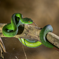 Trimeresurus rubeus