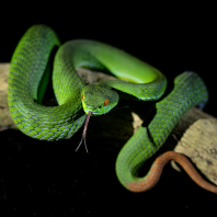 Trimeresurus rubeus