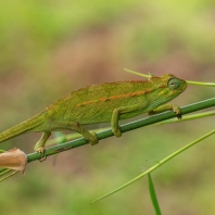 Trioceros rudis