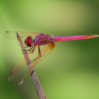 Trithemis annulata