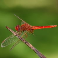 Trithemis annulata