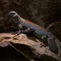 trnorep Thomasův - Uromastyx thomasi