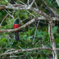 trogon zelenopláštíkový - Trogon...