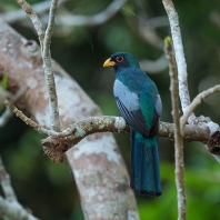 trogon zelenopláštíkový - Trogon melanurus