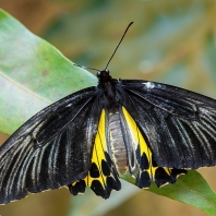 Troides helena
