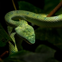 Tropidolaemus subannulatus